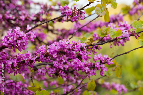 Blossoming of purple cercis siliquastrum at sunny day, nobody © JackF
