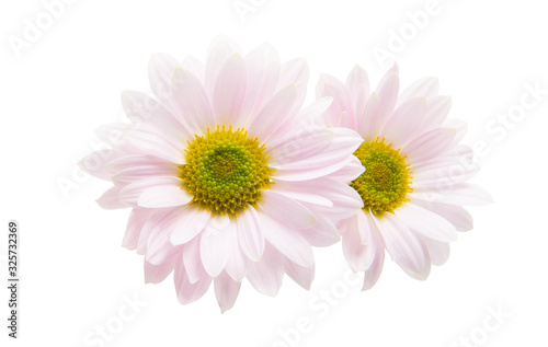 pink chrysanthemum