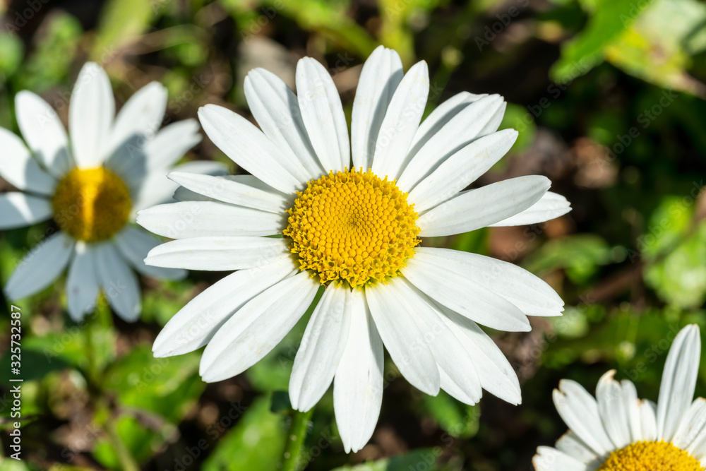 Leucanthemum x superbum 'Snowcap' a white herbaceous summer autumn perennial flower plant commonly known as Shasta Daisy Leucanthemum x superbum 'Snowcap' a white herbaceous summer autumn perennial flower plant commonly known as Shasta Daisy