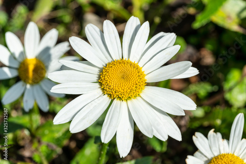 Canvastavla Leucanthemum x superbum 'Snowcap'  a white herbaceous summer autumn perennial fl