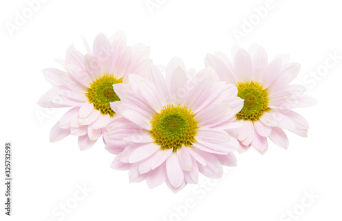 pink chrysanthemum