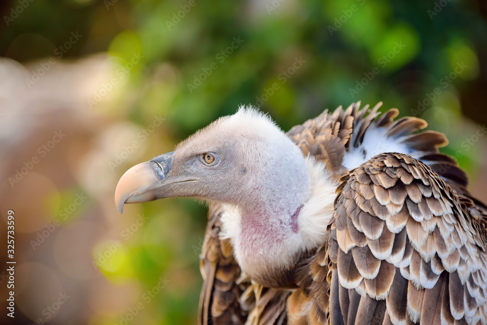 Fototapeta premium vulture in close up
