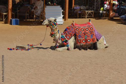 Arabian Bedouin Camel Sitting Under Sunlight on Desert Sand