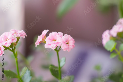 the tiny pink flowers of Kalanchoe. Spring flowers.