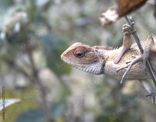 a garden lizard holding a stem so tight. photo