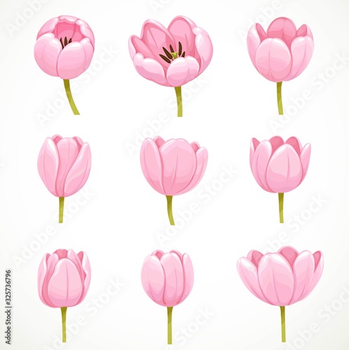 Pink tulip flowers isolated on white background