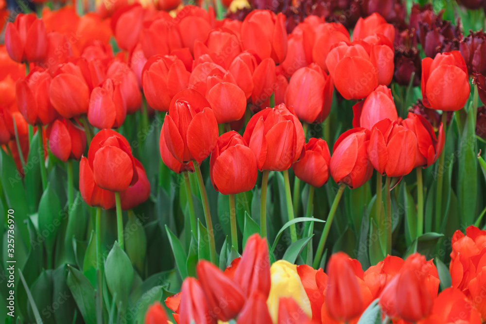 Beautiful multi colored tulips in the garden. Beautiful multi colored tulips in the garden.