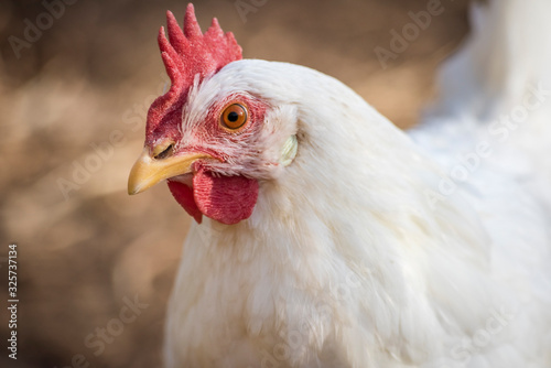 Leghorn chicken face close up, beautiful comb and beak.