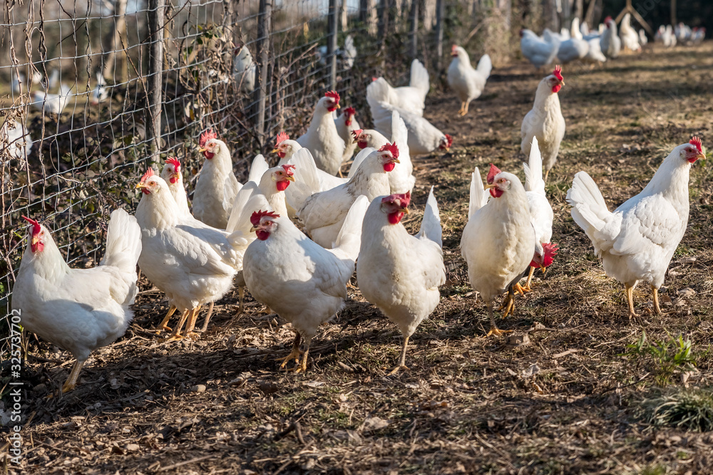 Many Leghorn chicken in a free range farming Many Leghorn chicken in a free range farming