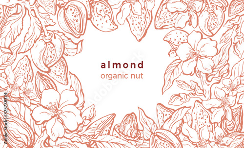 Almond. Vector border. Realistic vintage illustration
