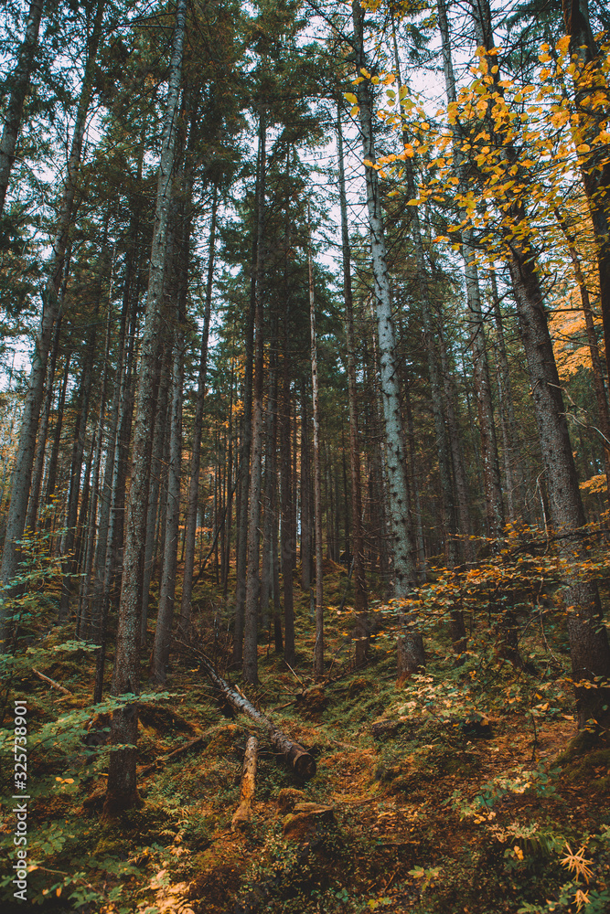 forest in autumn forest in autumn