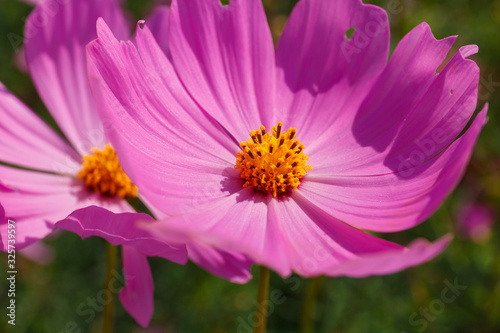 Close up of Beautiful cosmos flower.