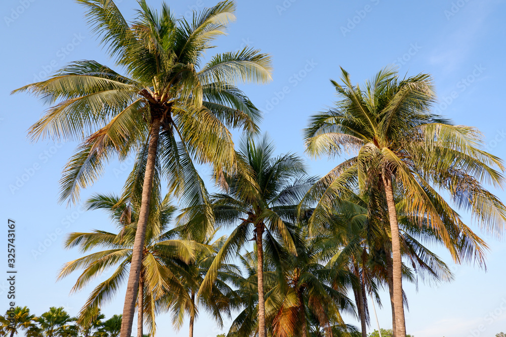 Coconut tree and blue sky background.
