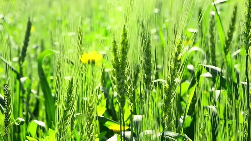 Green bread ears sway in the wind.