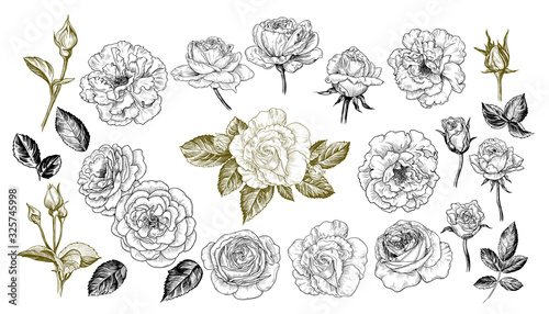  A collection of roses sketches. Varied vector roses, buds and leaves in vintage style.
