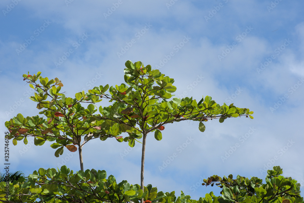 Fototapeta premium Tropical tree top on blue sky