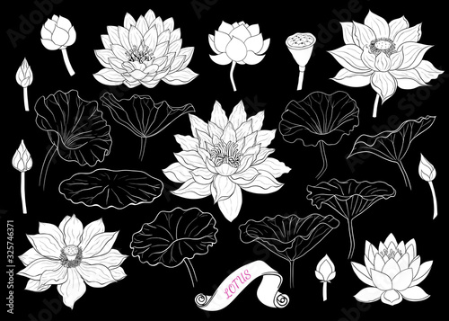 .Set of lotus silhouettes . Linear vector drawing of lotus flowers, buds and leaves. Isolated elements in sketch style..
