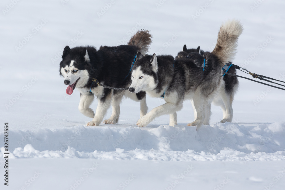 Siberian huskies and malamuts participating in the dog sled racing contest, Tusnad, Romania