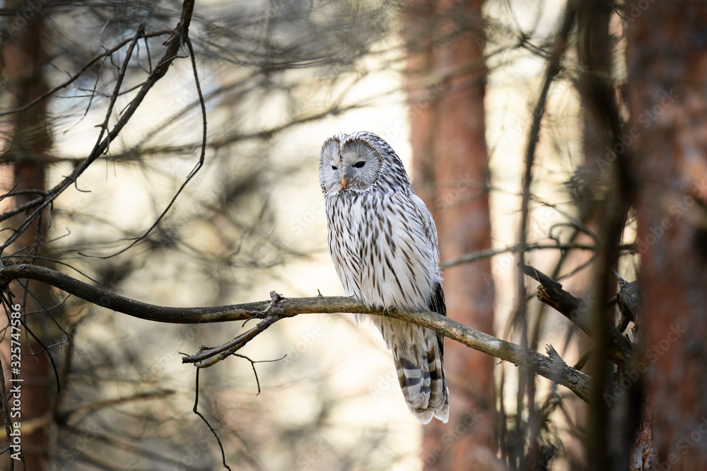 ural owl on tree branch ural owl on tree branch
