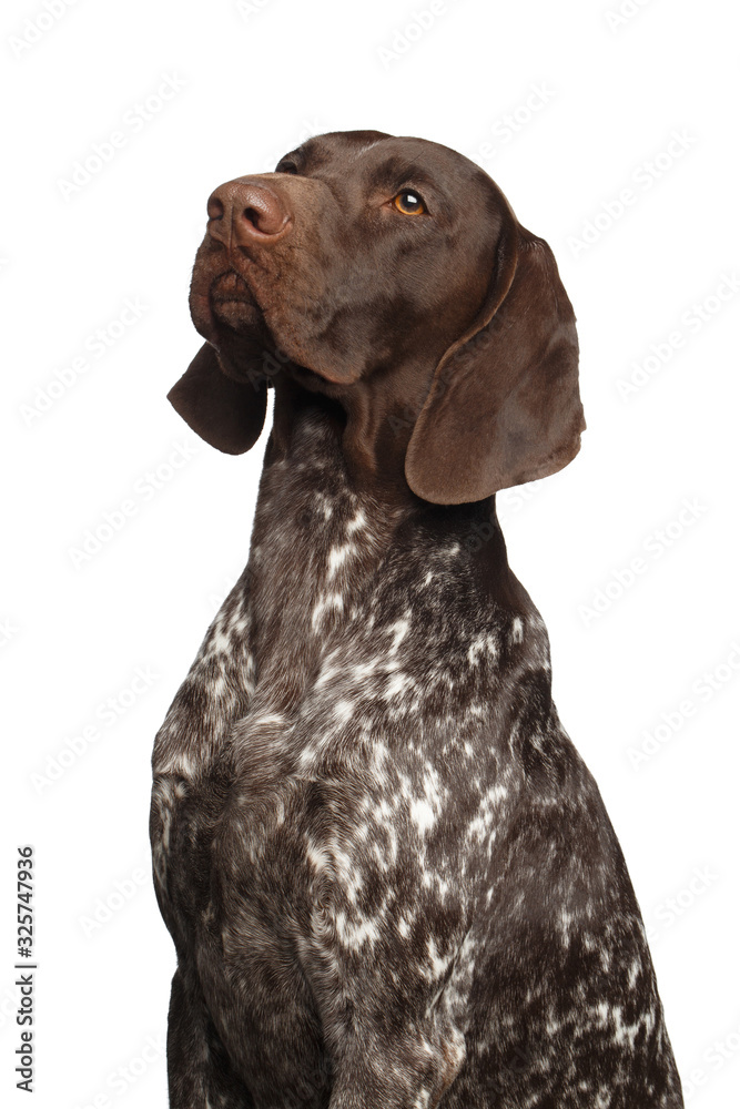 Potrait of German Shorthaired Pointer Dog or Kurzhaar on Isolated White Background