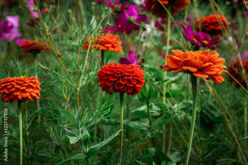  Beautiful colored spring flowers blurred background