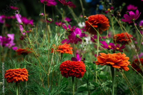 Wallpaper Mural  Beautiful colored spring flowers blurred background Torontodigital.ca