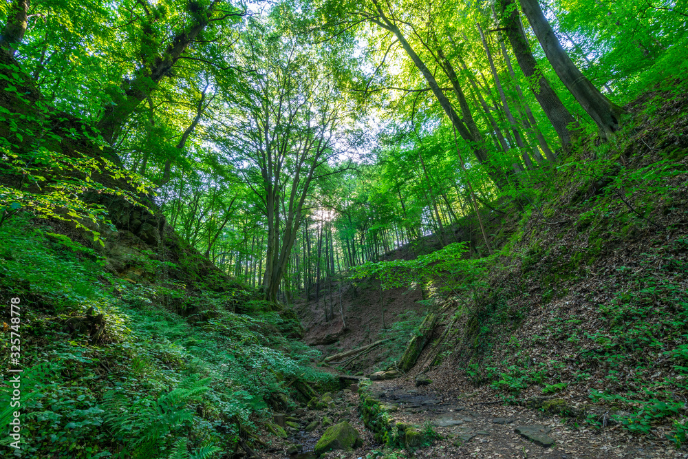 Seltenbachschlucht, Klingenberg am Main Seltenbachschlucht, Klingenberg am Main