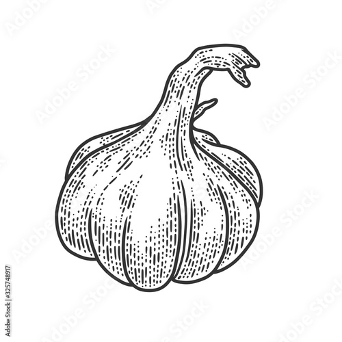 Garlic vegetable plant sketch engraving vector illustration. T-shirt apparel print design. Scratch board imitation. Black and white hand drawn image.