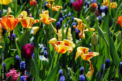 Closeup of tulips blooming in spring season in the world's largest flower gardens, Keukenhof, Netherlands. 