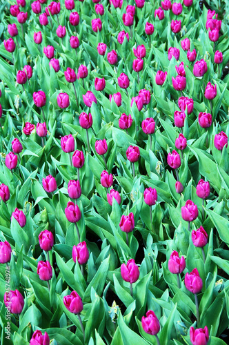 Closeup of tulips blooming in spring season in the world's largest flower gardens, Keukenhof, Netherlands. 