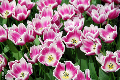 Closeup of tulips blooming in spring season in the world's largest flower gardens, Keukenhof, Netherlands. 