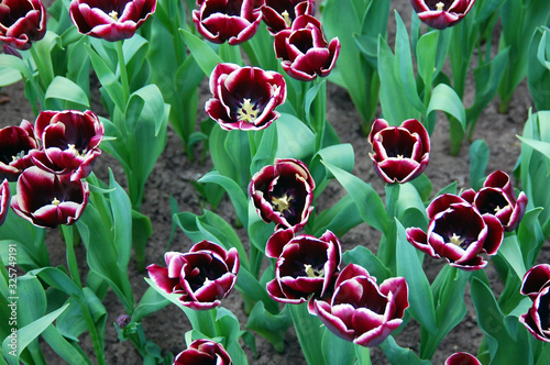 Closeup of tulips blooming in spring season in the world's largest flower gardens, Keukenhof, Netherlands. 