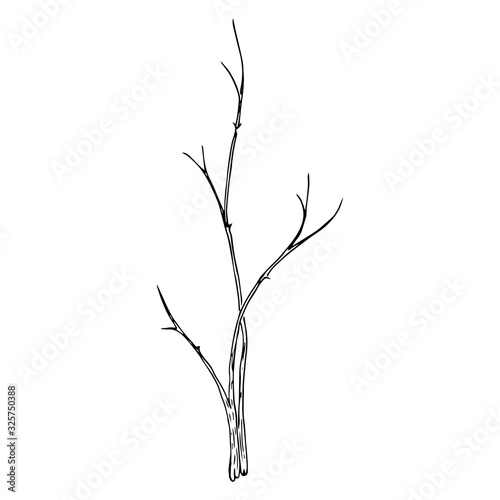 Young seedling icon. Vector illustration of a young sapling for planting. Hand drawn young bush for spring planting.