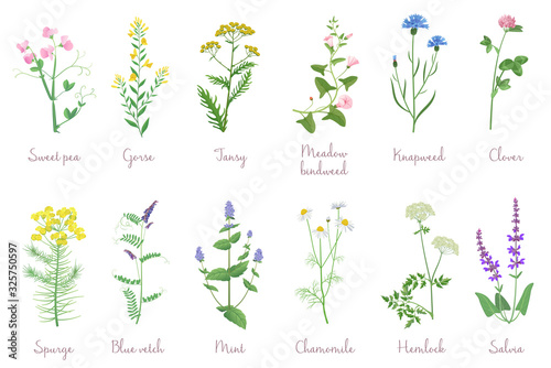Wild herbs set with names isolated Poster Mural XXL