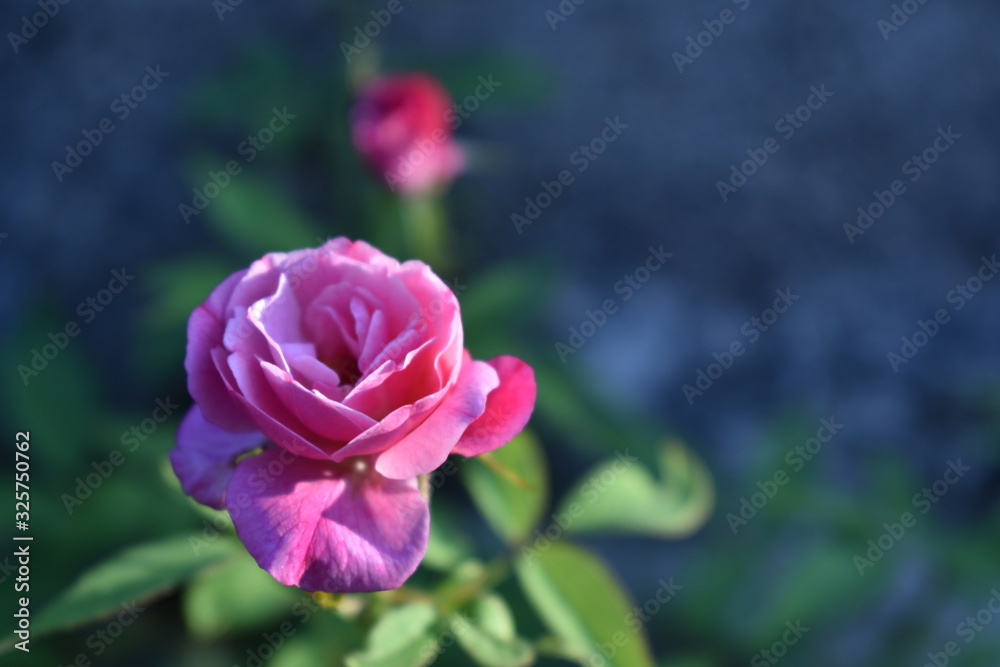 pink rose in garden