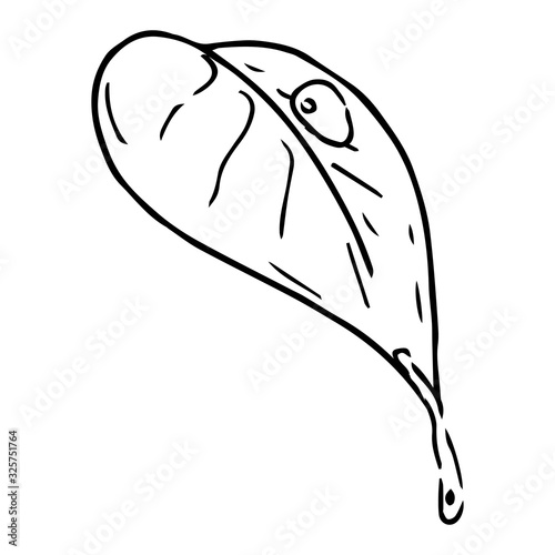 Spring leaf icon. Vector of a young leaflet. Hand drawn  spring leaf with drops.