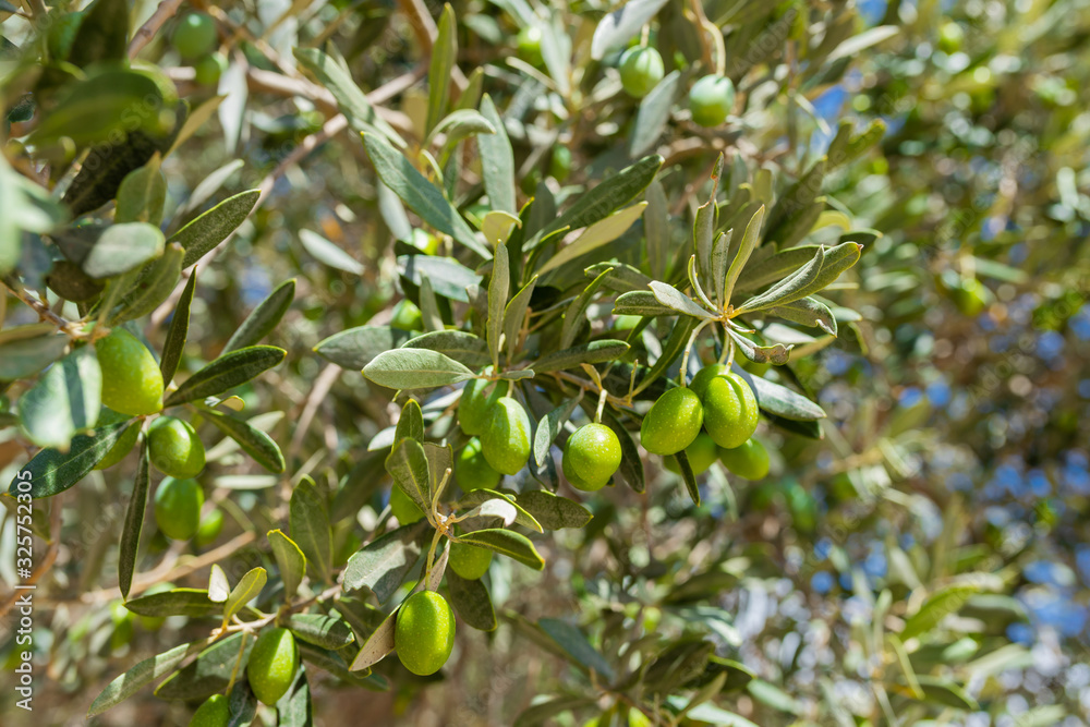 Green Olives close-up. Olives growing on a tree. 