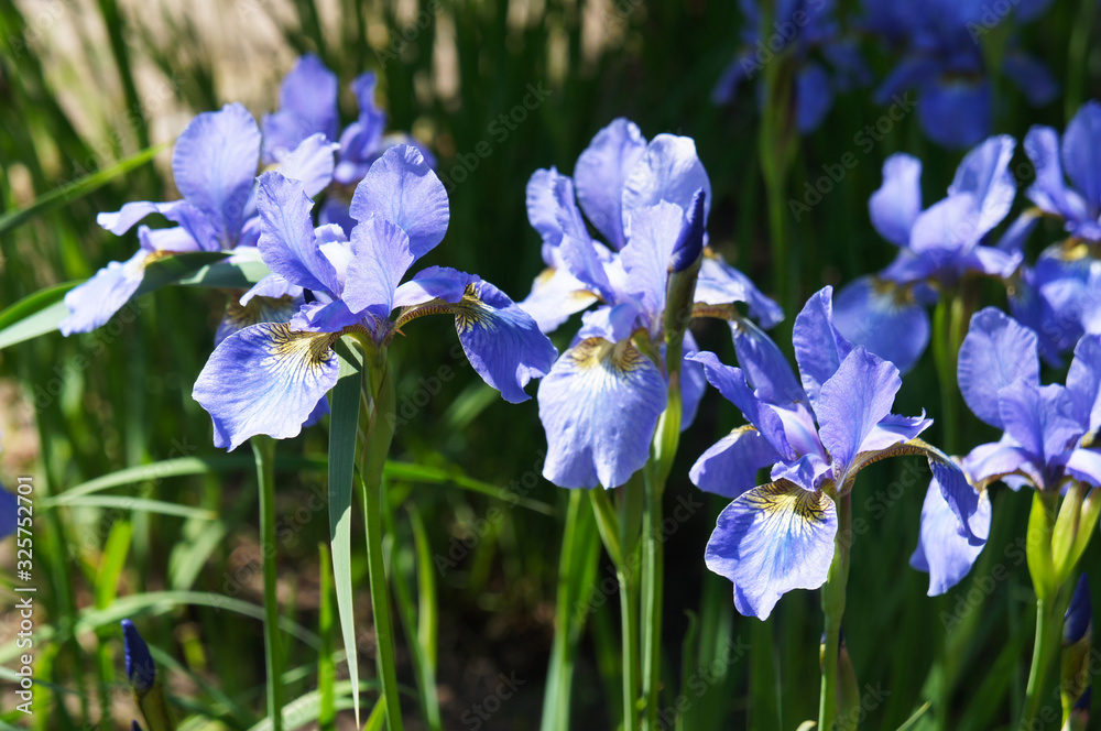 iris sibirica blue flowers in garden 