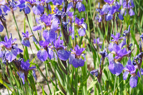 Iris sibirica violet flowers in garden