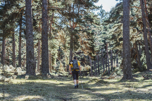 A man does trekking tourism walking through a forest with a backpack and yellow shirt
