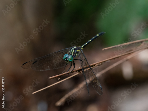 Green Dragonfly © aude.photos