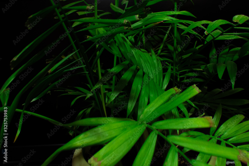 Fototapeta premium Fresh Leaves isolated on black