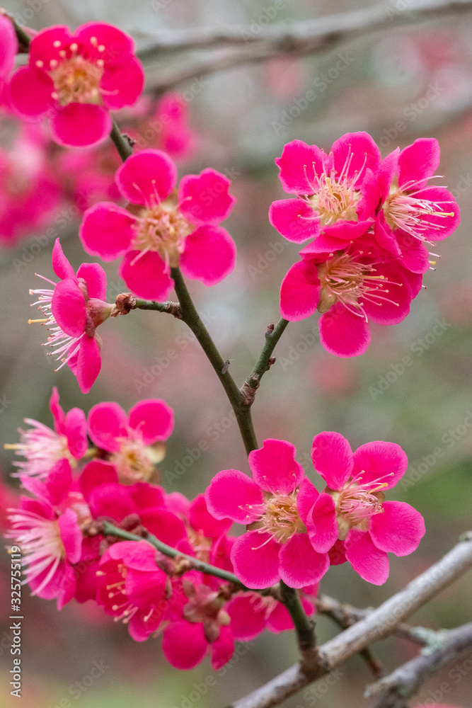 Prunus persica 'Melred' Zierpfirsich in Blüte Prunus persica 'Melred' Zierpfirsich in Blüte