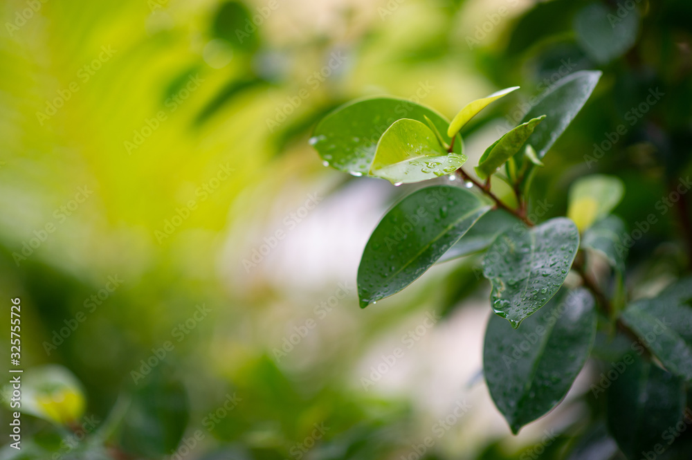 Beautiful green leaves in the rainy season. Natural concept Beautiful green leaves in the rainy season. Natural concept