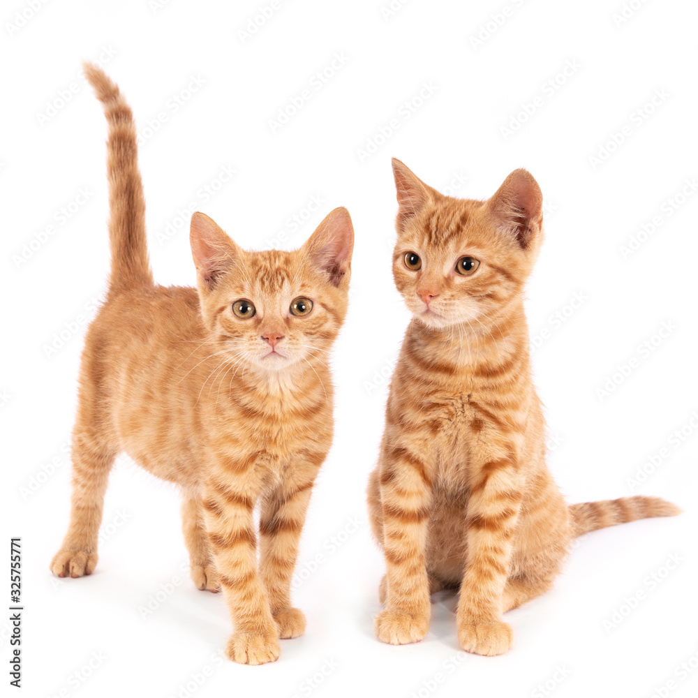Two ginger kittens against a white background