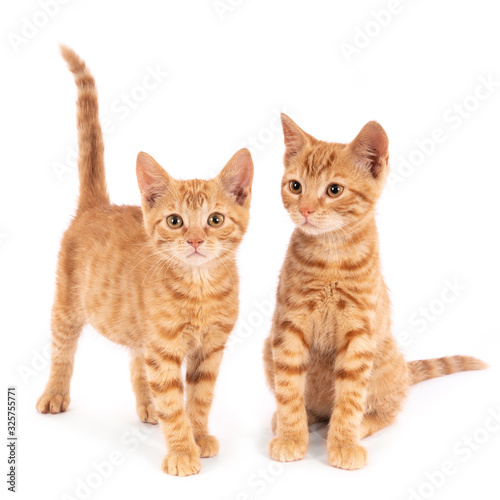 Two ginger kittens against a white background © reodejongh