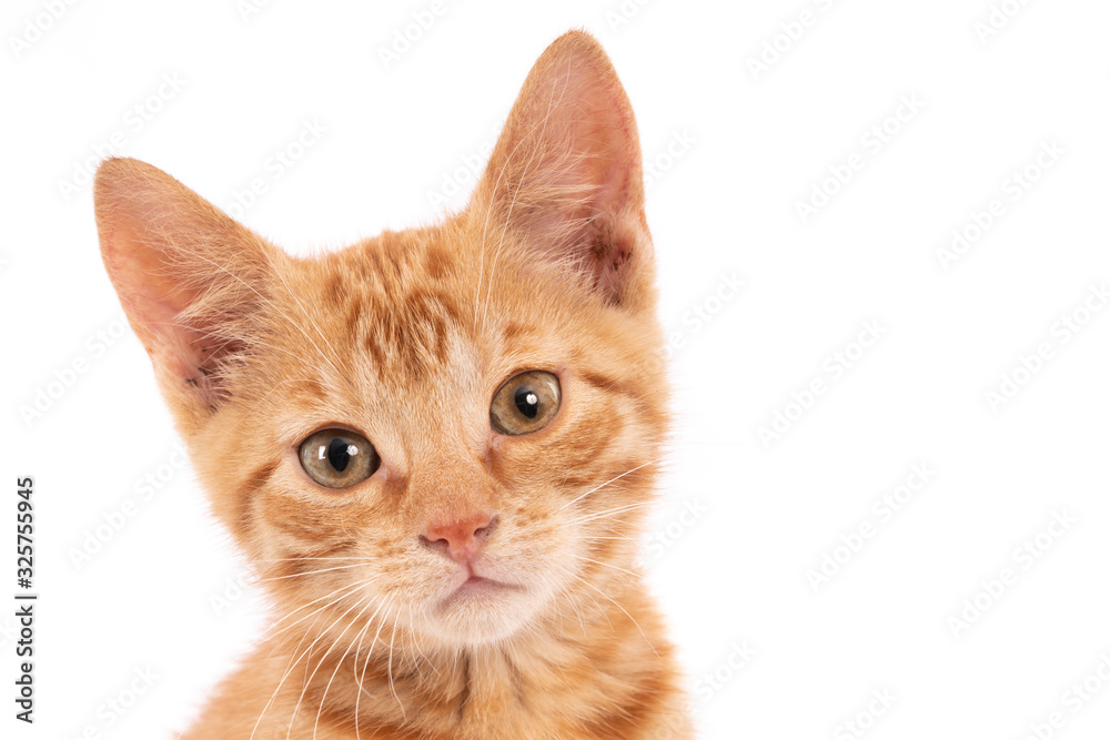 Portrait of a ginger kitten. White background. Portrait of a ginger kitten. White background.