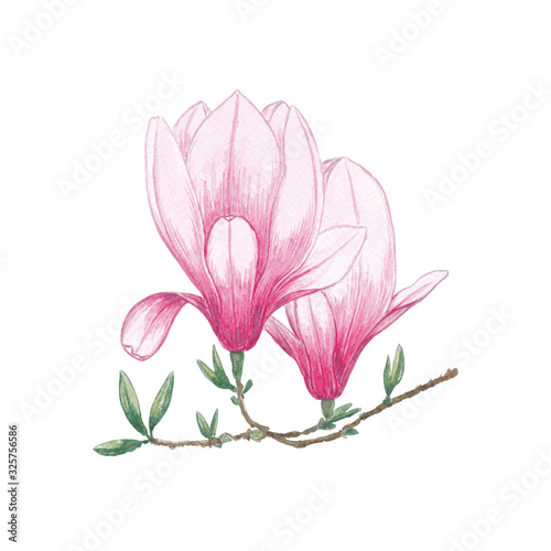 Watercolor flowers Magnolia. Exotic tropical flower for spa  relax  holiday. Arrangement with lily perfectly for printing design on invitations  cards  wall art and other.  Hand painted.