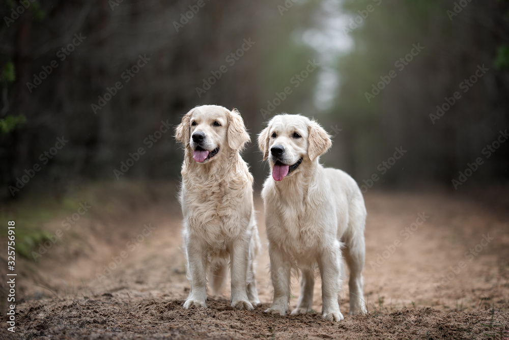 two golden retriever dogs standing in the forest together