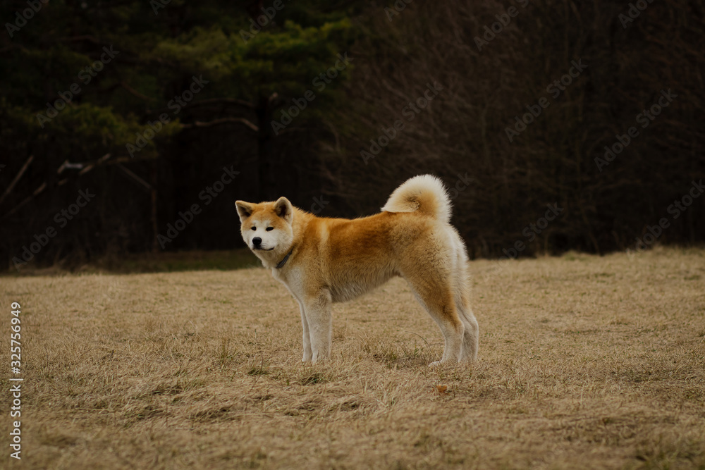 dog in the park dog in the park